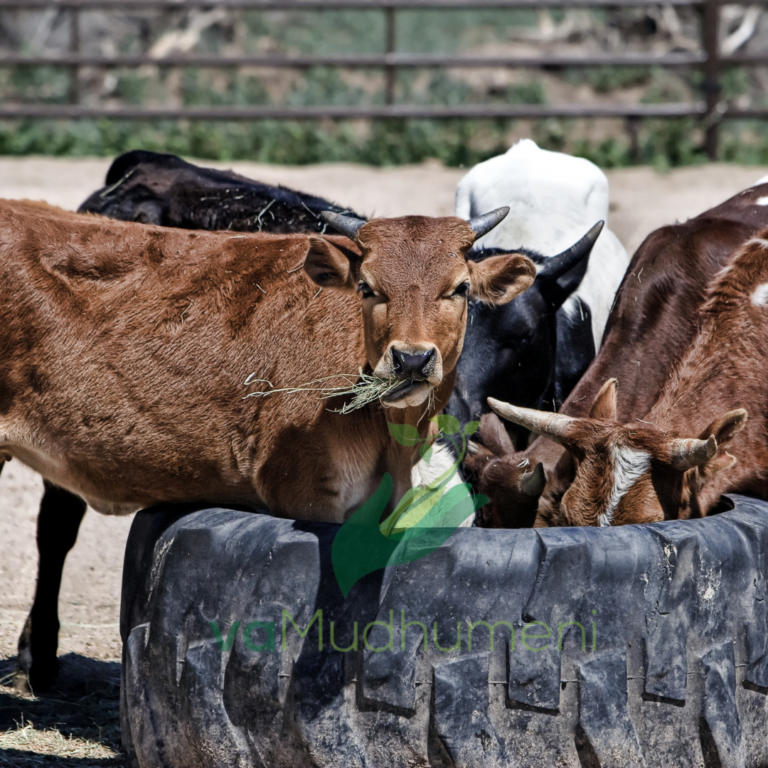 FEED SUPPLEMENT DURING DRY SEASON.