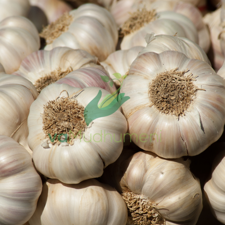 GARLIC PRODUCTION