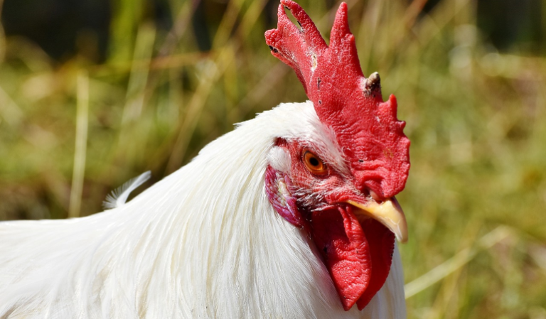 Should Broilers & Layers Be Raised together?
