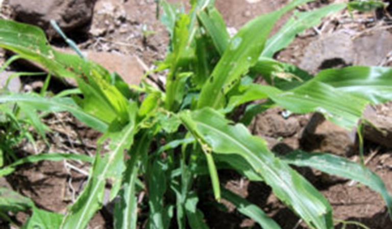 The Fall Army Worm Battle by Kudzai Mafuwe