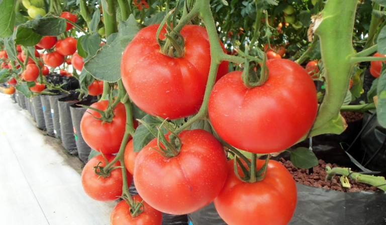 Growing Tomato’s During Winter, Without a Greenhouse
