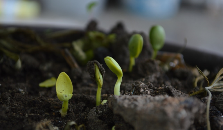 How To Get Started On Making Your Own Vermicompost