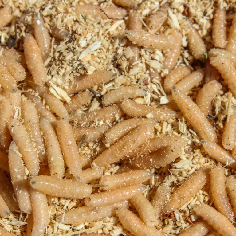 #MAGGOT FARMING, NATURAL RECYCLING