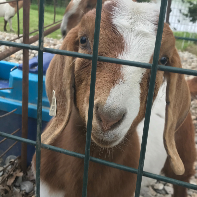 Goat Housing