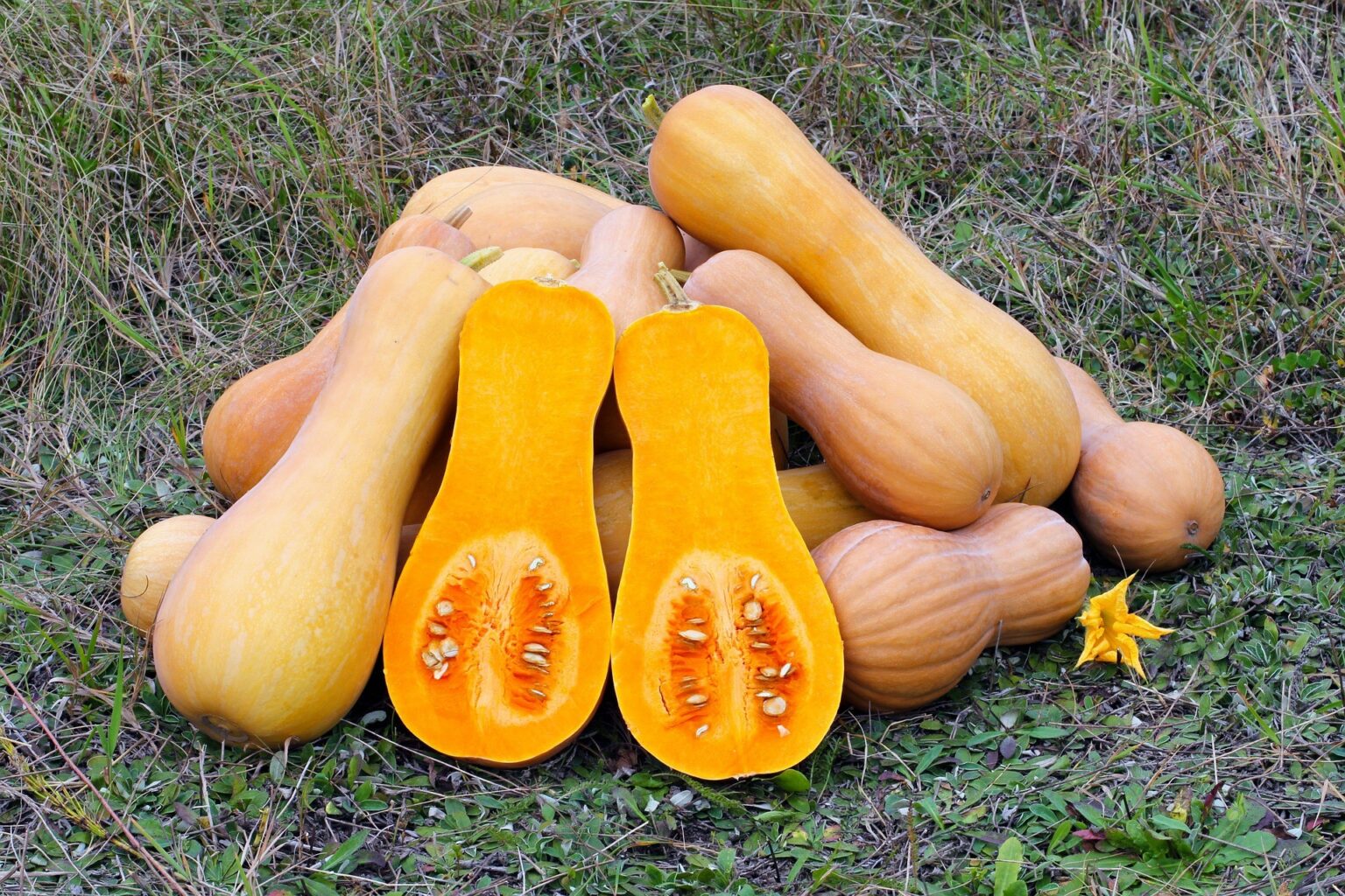 BUTTERNUT PLANTING (DIRECT PLANTING). – vaMudhumeni