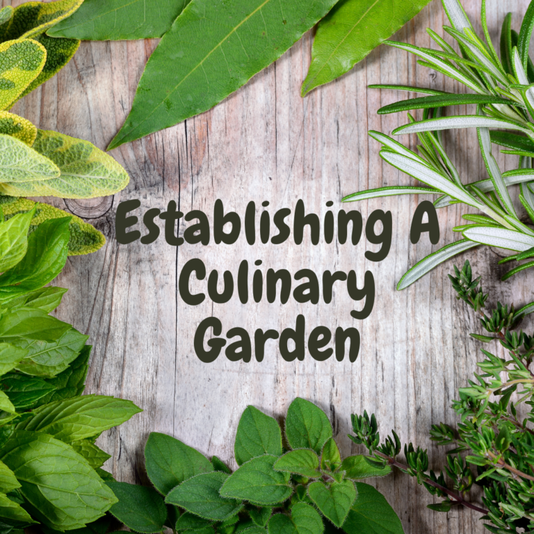 Establishing A Culinary Garden.