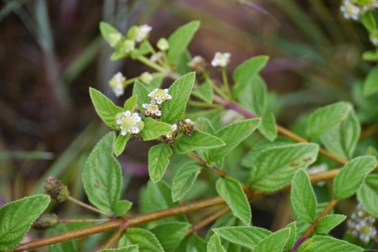 A look At The Benefits Of Growing Zumbani At home