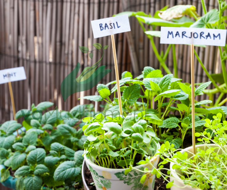 WHAT YOU NEED TO KNOW BEFORE YOU START GROWING HERBS IN YOUR GARGEN