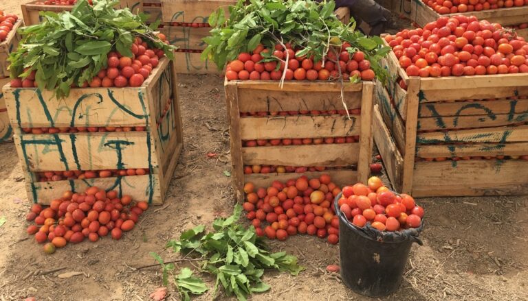 Harvesting and Handling Of Tomatoes – What Consumers Look For