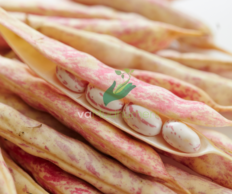 The Benefits Of Consuming Dry Sugar Beans