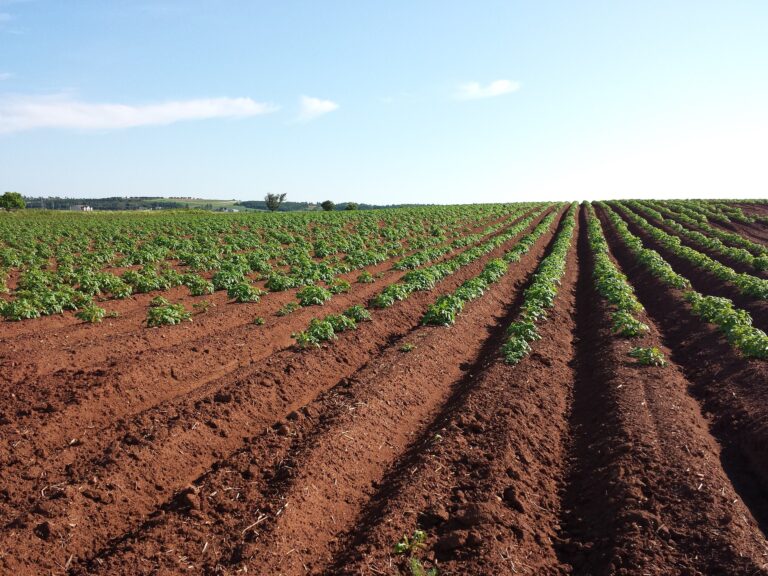 PLANT POPULATION: THE SECRET TO HIGH YIELDS