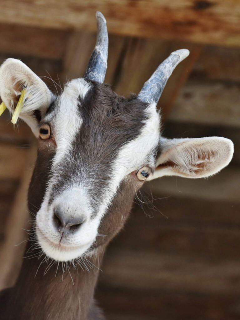 Common Diseases In Goats