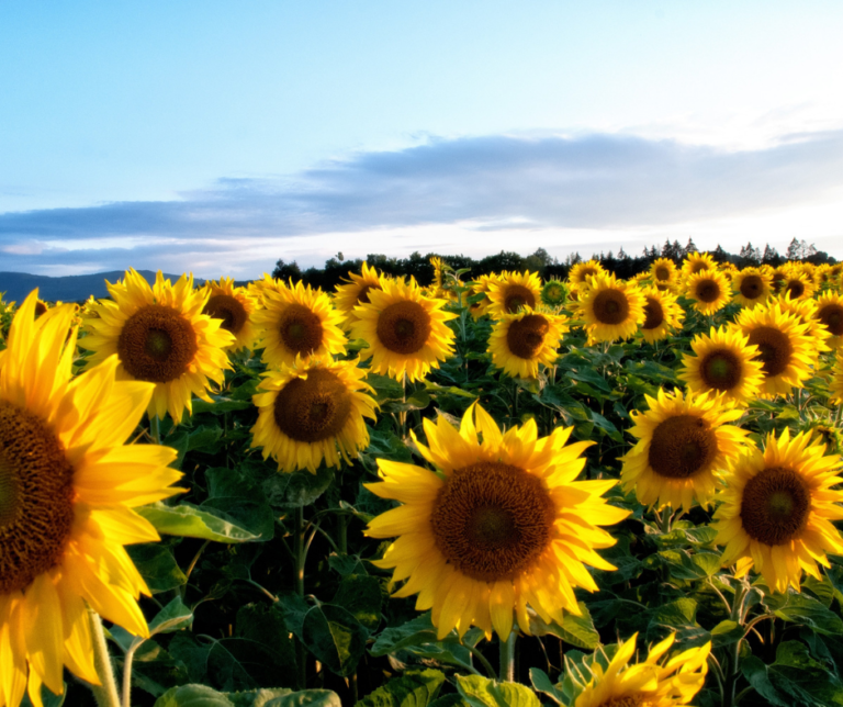 Why More Farmer Should Consider Sunflower Production 🌞