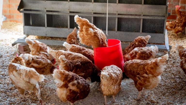 Rearing Chickens