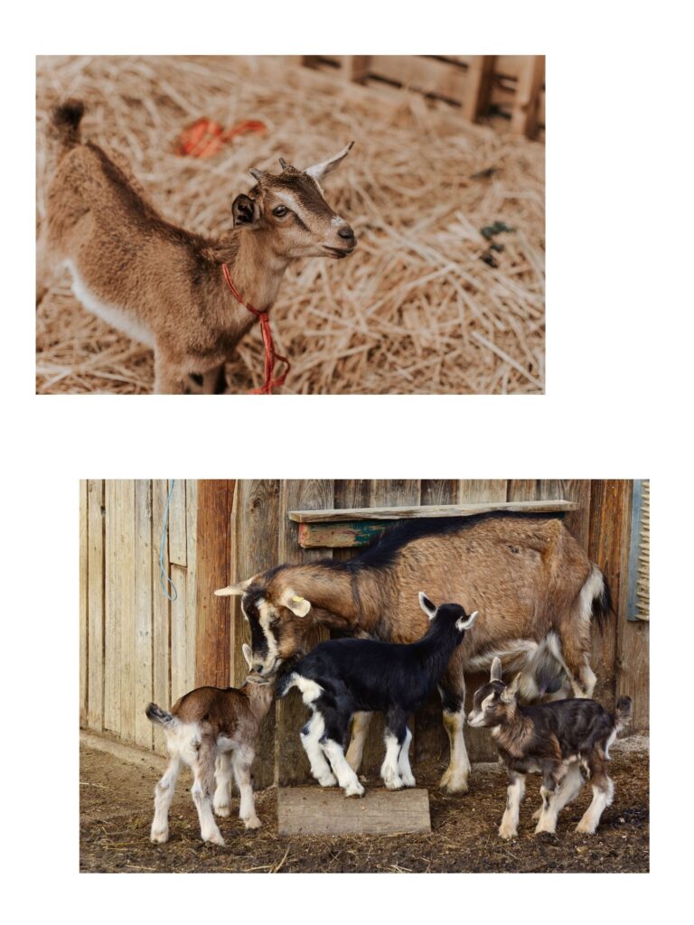WHAT MAKES A GOOD GOAT BREED