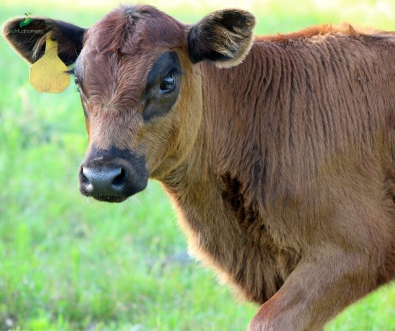 THE IMPORTANCE OF TAGGING OUR ANIMALS