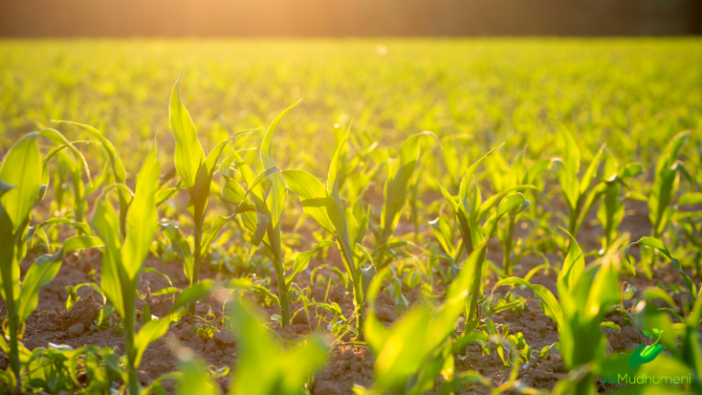 How To Estimate Maize Yield