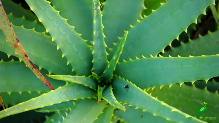 Moringa & Aloe Vera