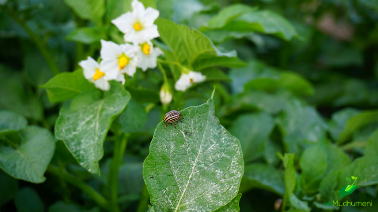 Diseases & Pests