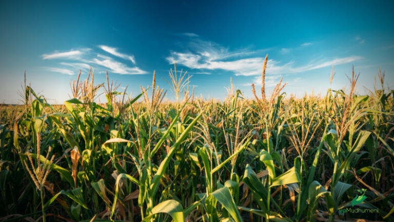 The  Moisture Content rule