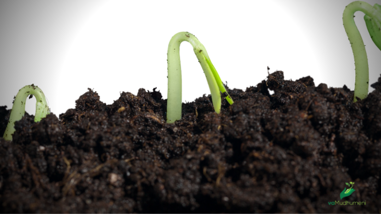 Testing Soil Moisture