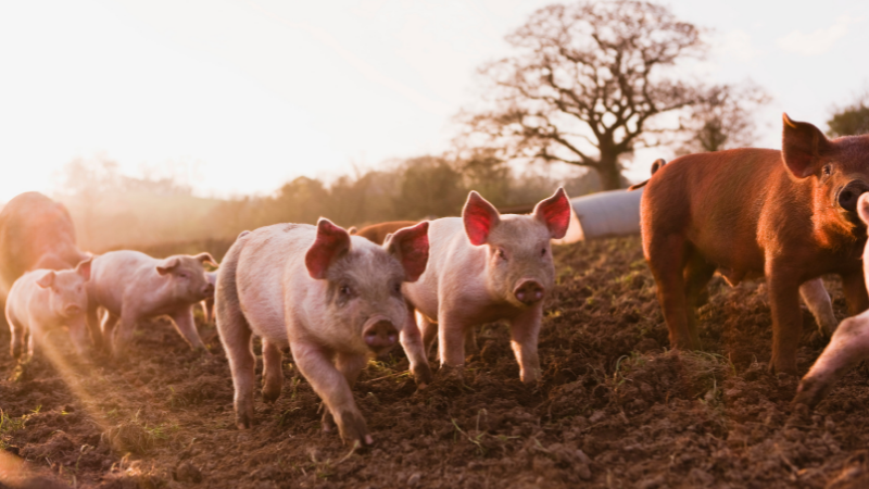 COMMON PIG DISEASES AND HOW TO TREAT THEM
