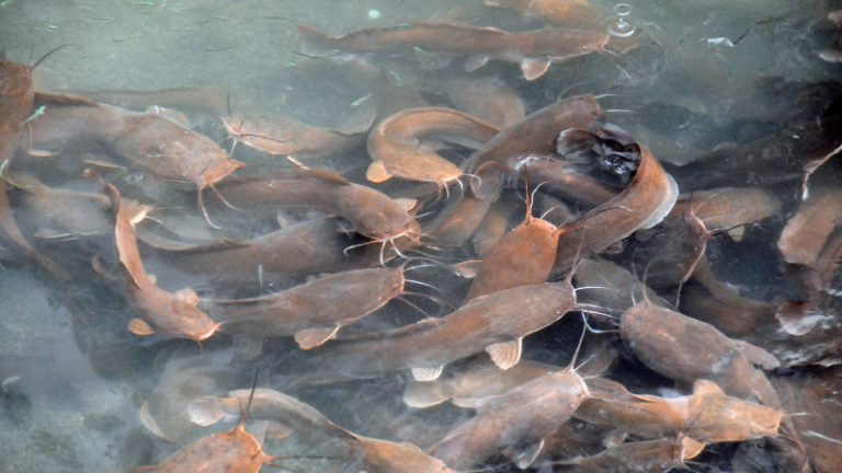 Catfish feed, management, & harvest