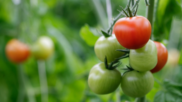 HOW TO GROW TOMATOES￼