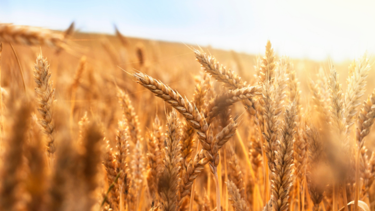 BARLEY, A CROP TO TRY IN ZIMBABWE