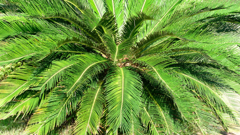 Patience Pays When It Comes to Growing Cycad
