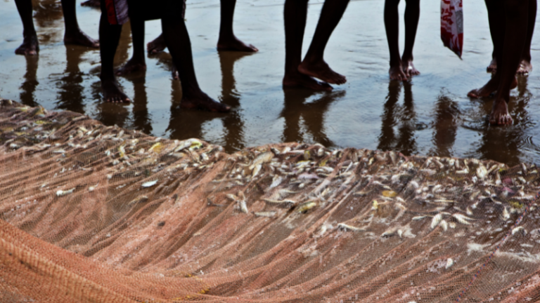 Fingerling selection