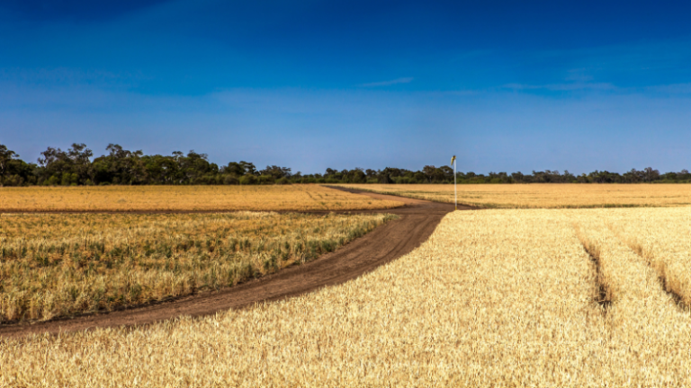 DEALING WITH RODENTS IN GRAIN FIELDS AND IN STORAGE