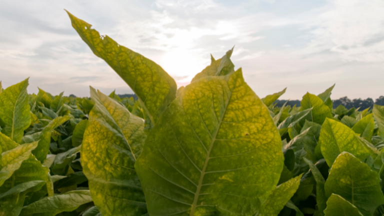Beware of  Tobacco Thieves