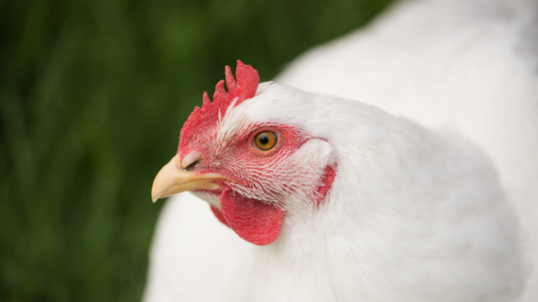 COMMON MISTAKES IN BROILER PRODUCTION