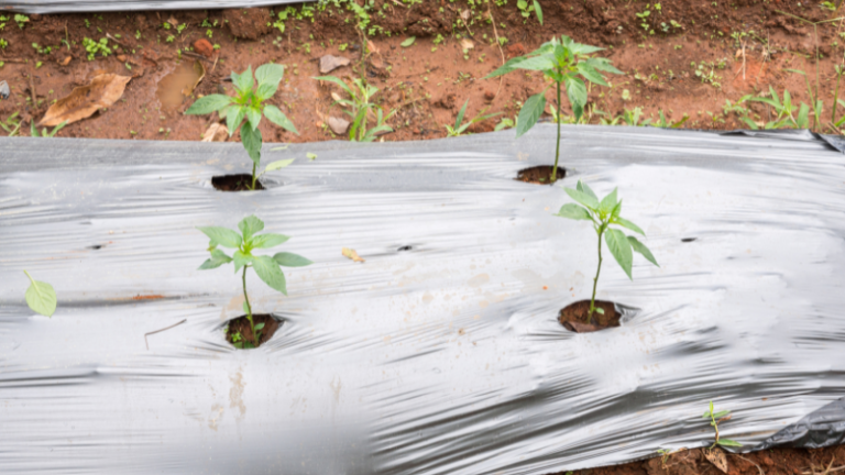 WINTER SURVIVAL TIPS FOR FARMERS