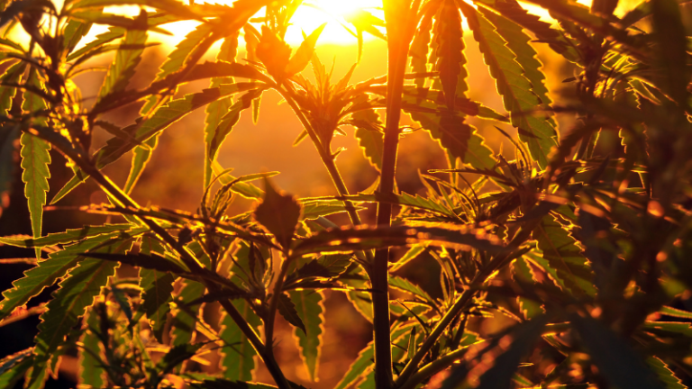 THE NEXT BIG CROP: INDUSTRIAL HEMP (PART 1)