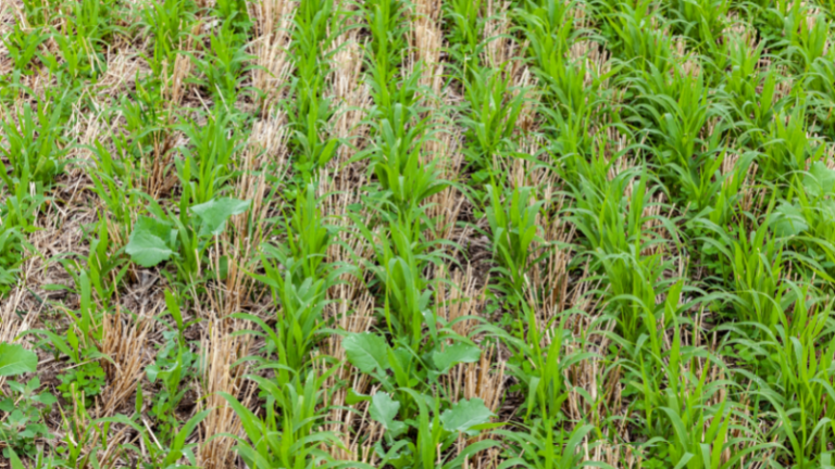 PREPARING FOR THE NEXT GROWING SEASON IN THE WINTER