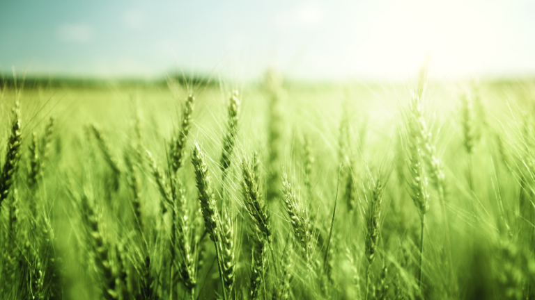 ENHANCE YOUR WHEAT PRODUCTION WITHOUT HURTING YOUR BOTTOM LINE