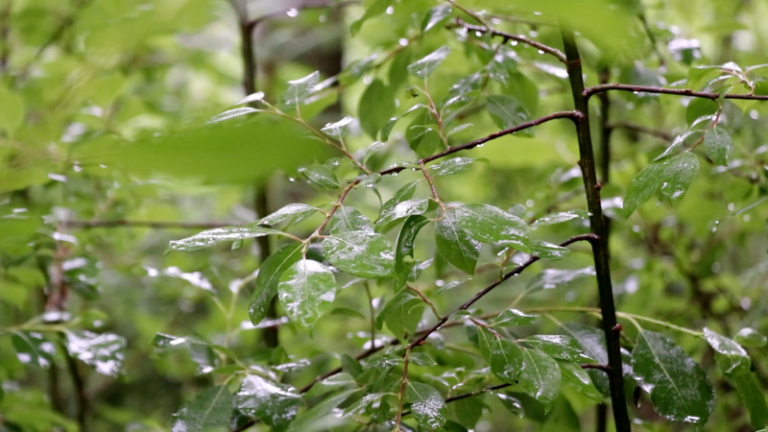 ZIMBABWEAN AGRICULTURE AT A GLANCE