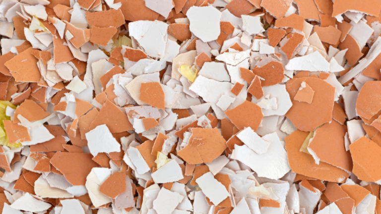 Add Burned and Crushed Egg Shells to your Chicken Feed