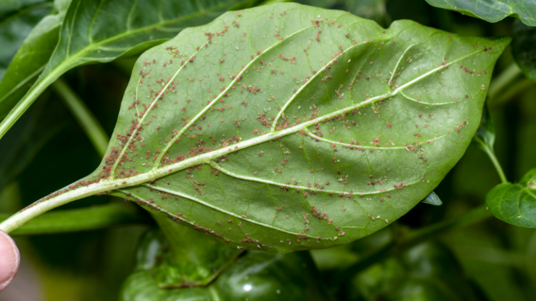 Dealing With Aphids the Natural Way