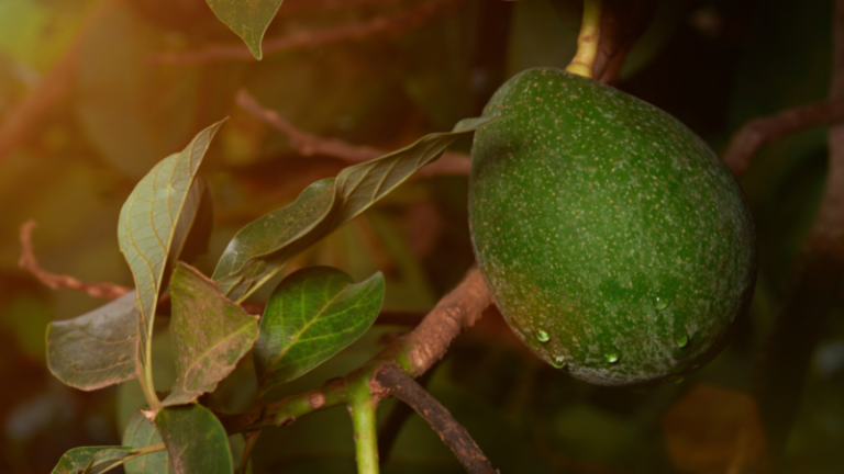 Zimbabwean Products with Export Potential