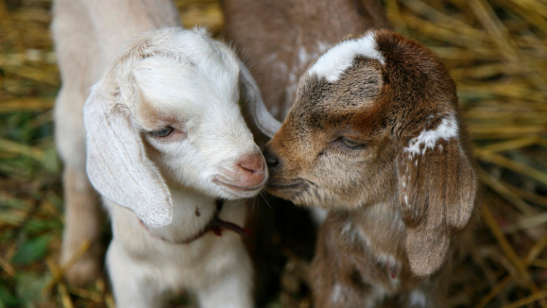 How to Make Artificial Colostrum