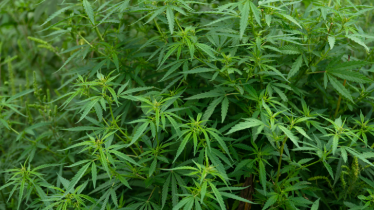 A QUICK GUIDE TO HEMP PRODUCTION