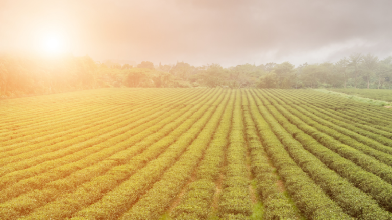 STARTING A FARMING VENTURE