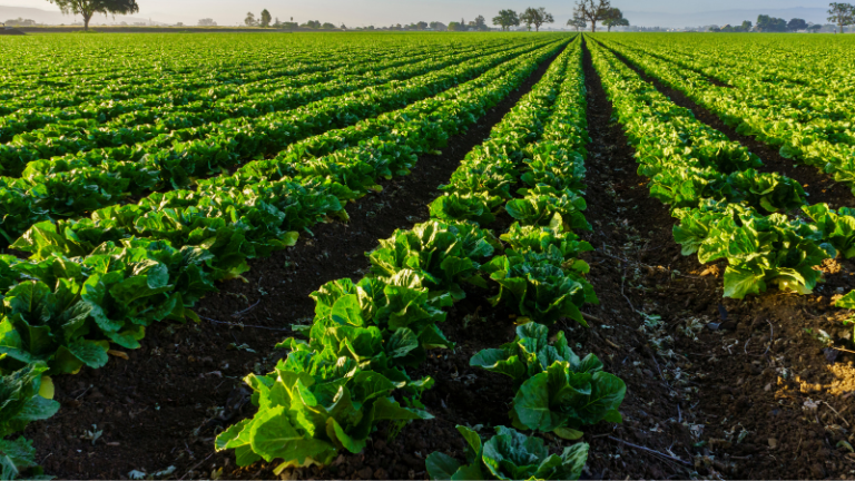 NEW TO FARMING? HERE IS WHAT YOU NEED TO KNOW.