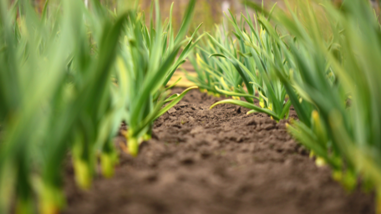 THE HORTICULTURAL INDUSTRY IN ZIMBABWE