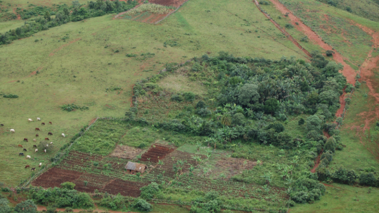 REBRANDING THE FACE OF ZIMBABWEAN AGRICULTURE
