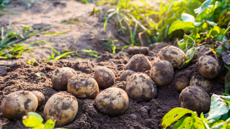 HOW TO GROW POTATOES￼