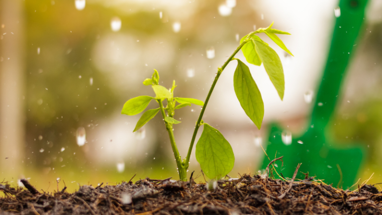 RAIN PLANTING OR DRY PLANTING